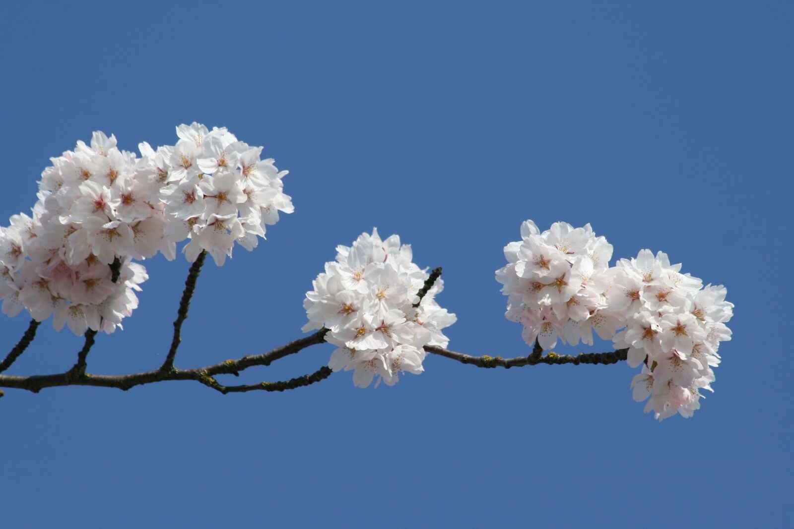 Canon EOS 400D (EOS Digital Rebel XTi / EOS Kiss Digital X) sample photo. Cherry blossom, white flower photography