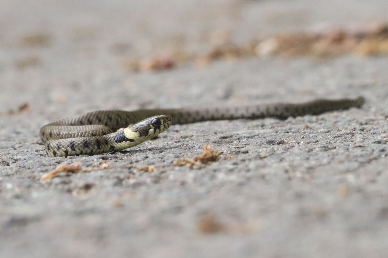 Canon EOS 250D (EOS Rebel SL3 / EOS Kiss X10 / EOS 200D II) sample photo. Viper, snake, reptile photography