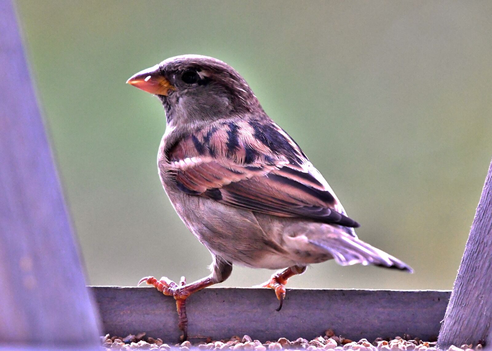 Nikon D500 sample photo. Mus, bird, by photography