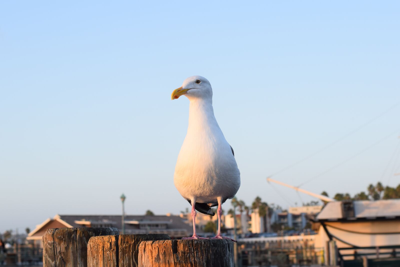 Nikon D3300 sample photo. Redondo beach, california, seagull photography