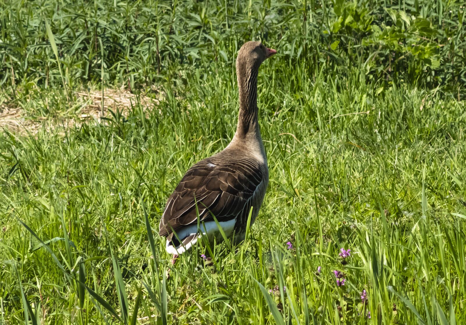Canon EF75-300mm f/4-5.6 sample photo. Summer goose, goose, geese photography