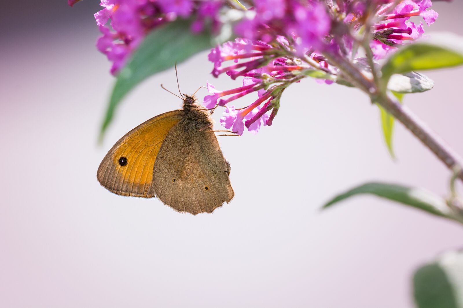 Nikon D7100 sample photo. Butterfly, meadow brown, edelfalter photography