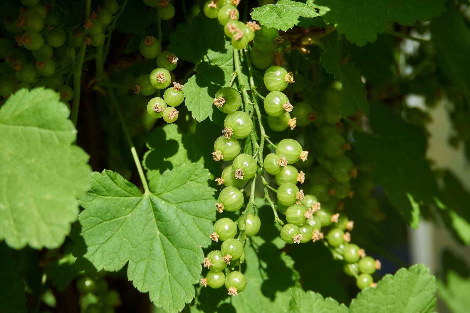 Sony a6000 sample photo. Currant, berries, immature photography