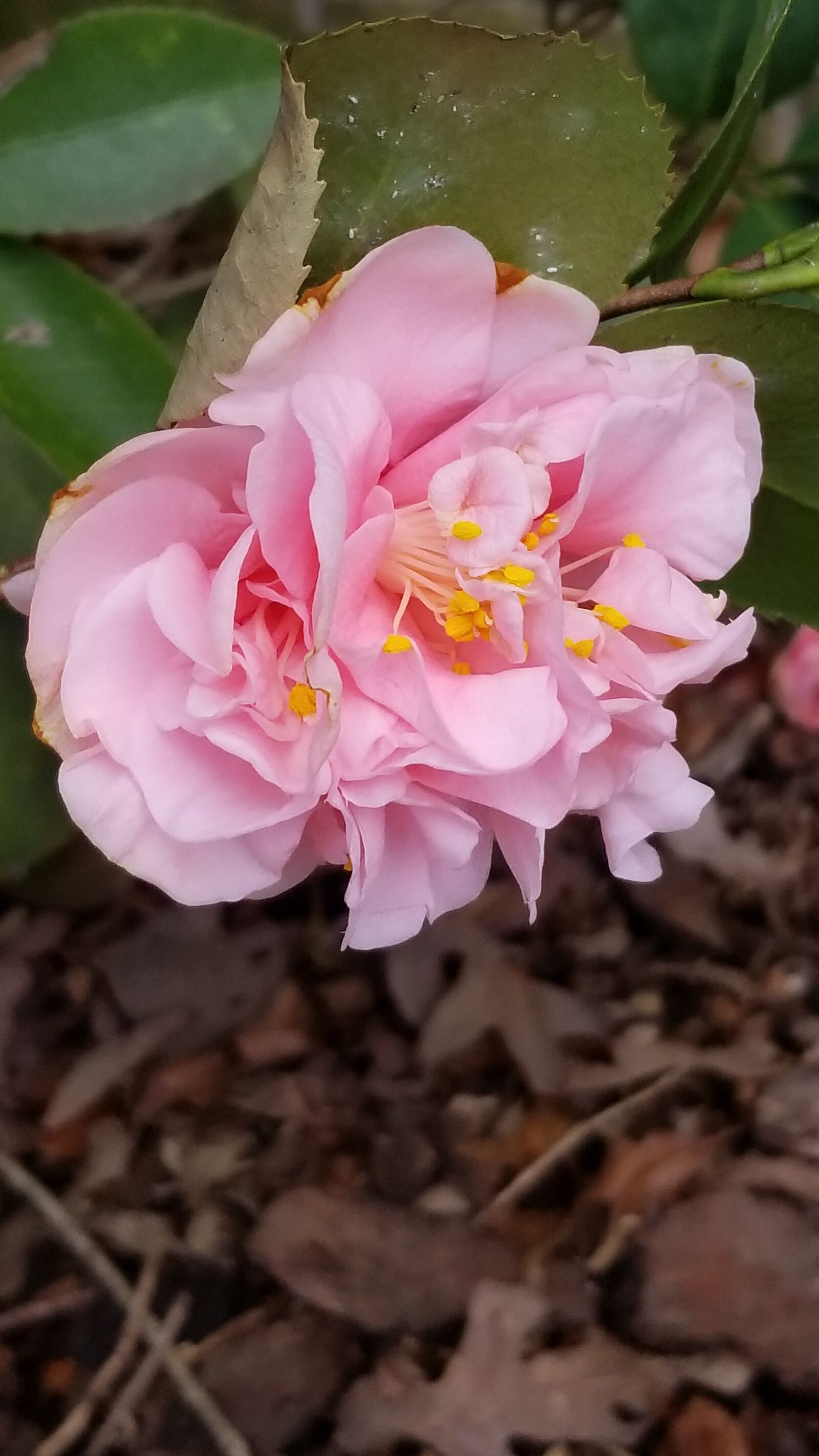 Samsung Galaxy S8+ sample photo. Nature, flora, flower photography