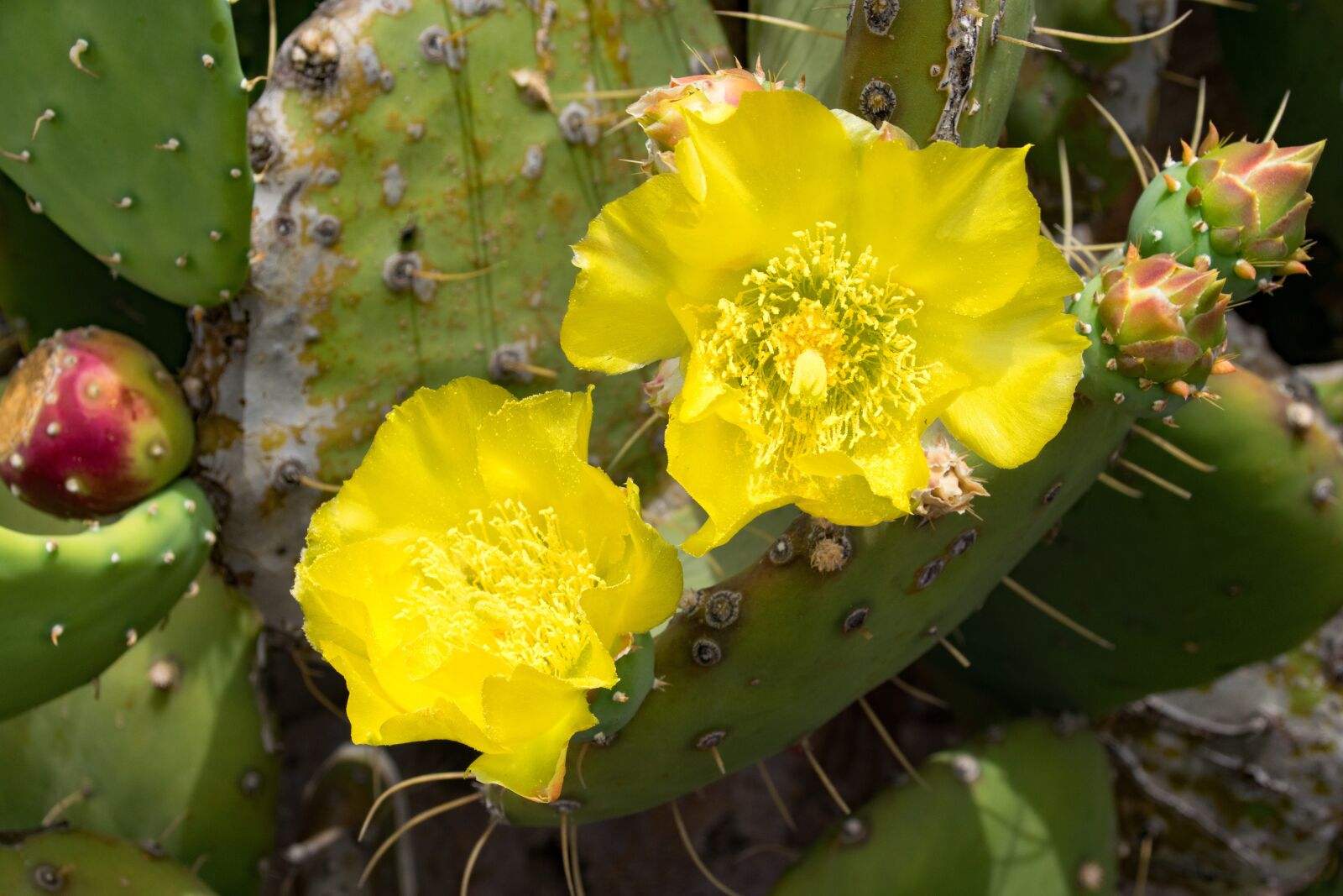 Nikon D5300 sample photo. Jardin de cactus, cactus photography