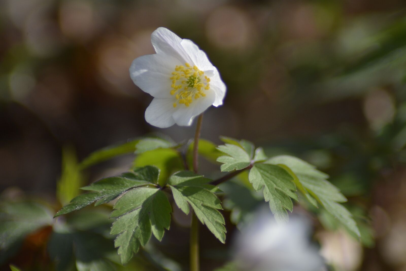Nikon D7100 sample photo. Nature, plant, flower photography