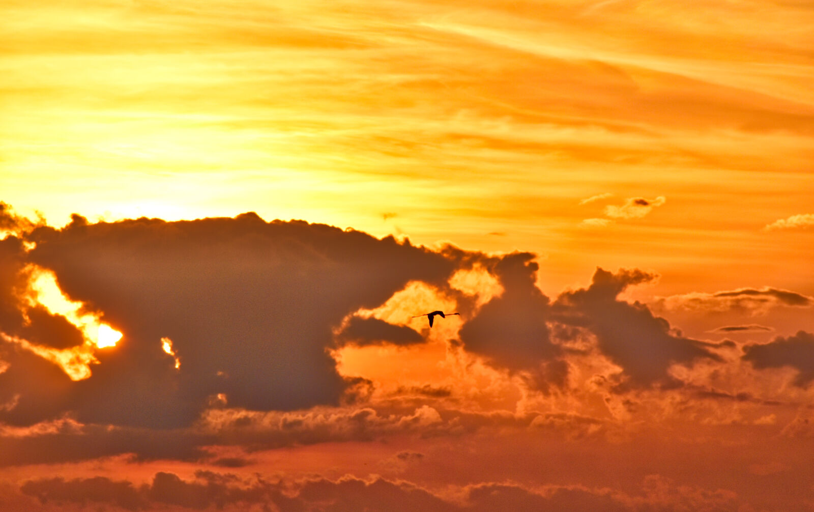 Nikon D5500 sample photo. Bird, of, prey, evening photography