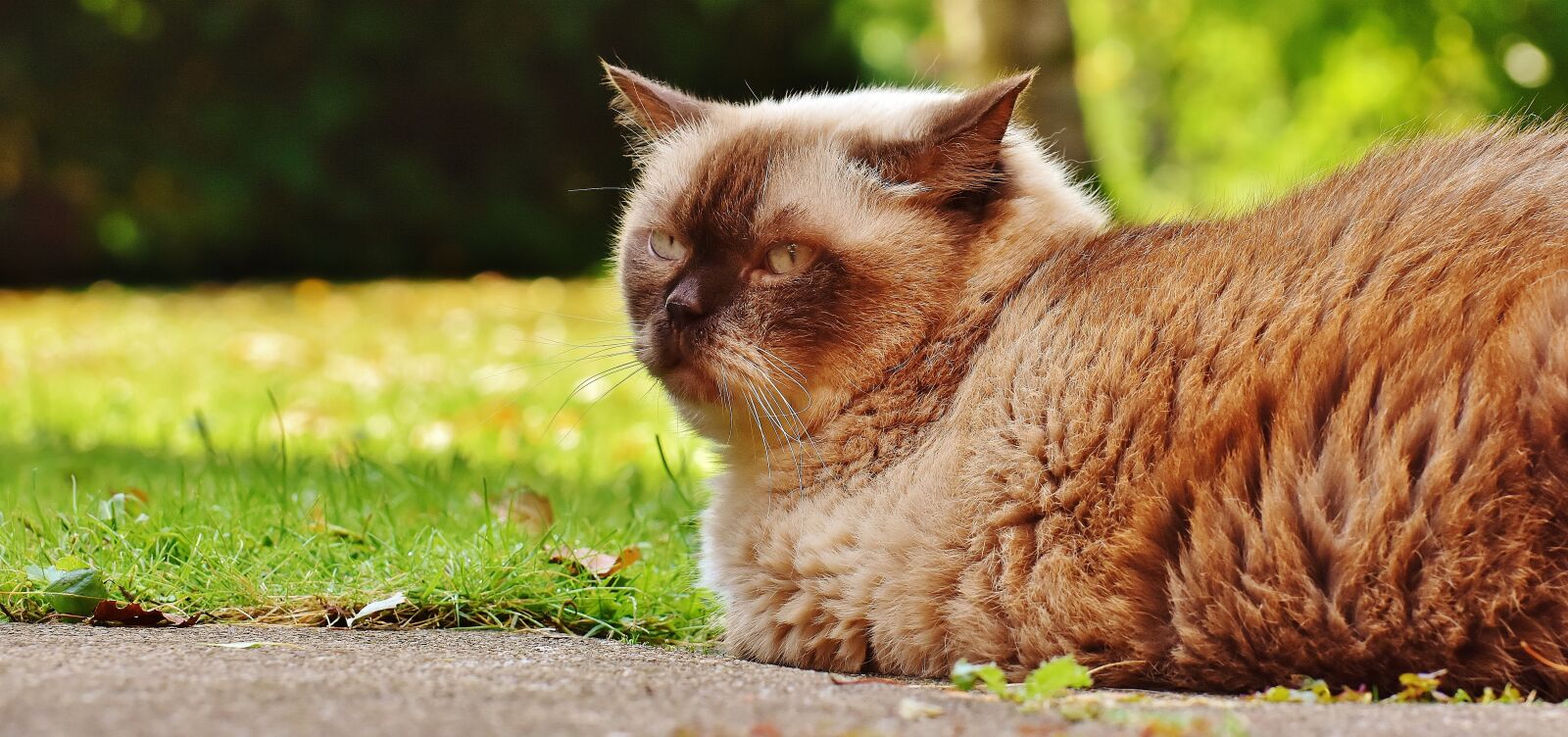 Nikon D7200 sample photo. Cat, british shorthair, thoroughbred photography