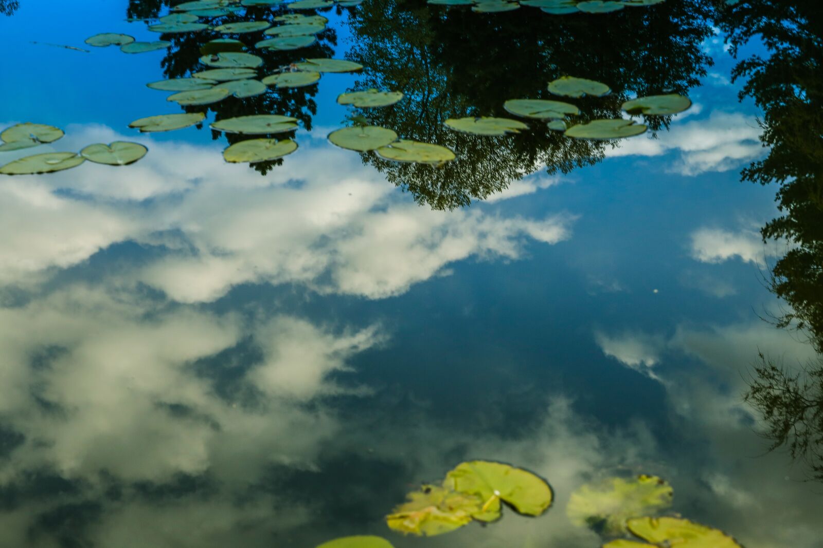 Canon EOS R sample photo. Lake, water, trees photography