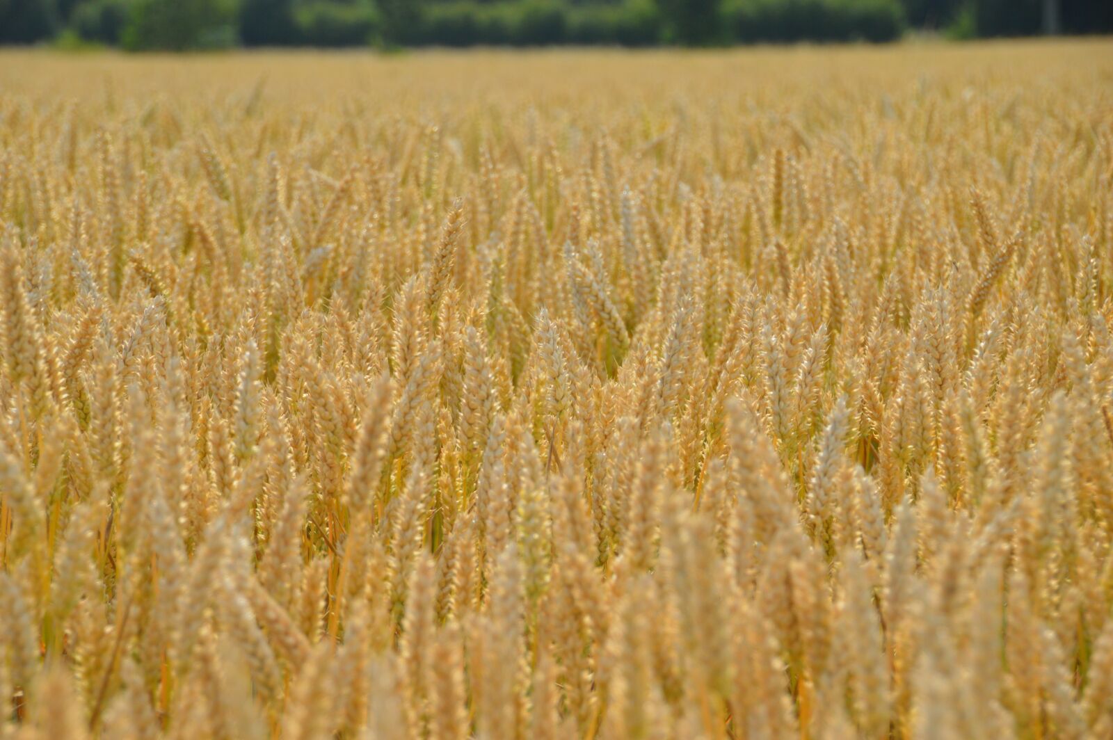 Nikon D3200 sample photo. Harvest, wheat, cereals photography