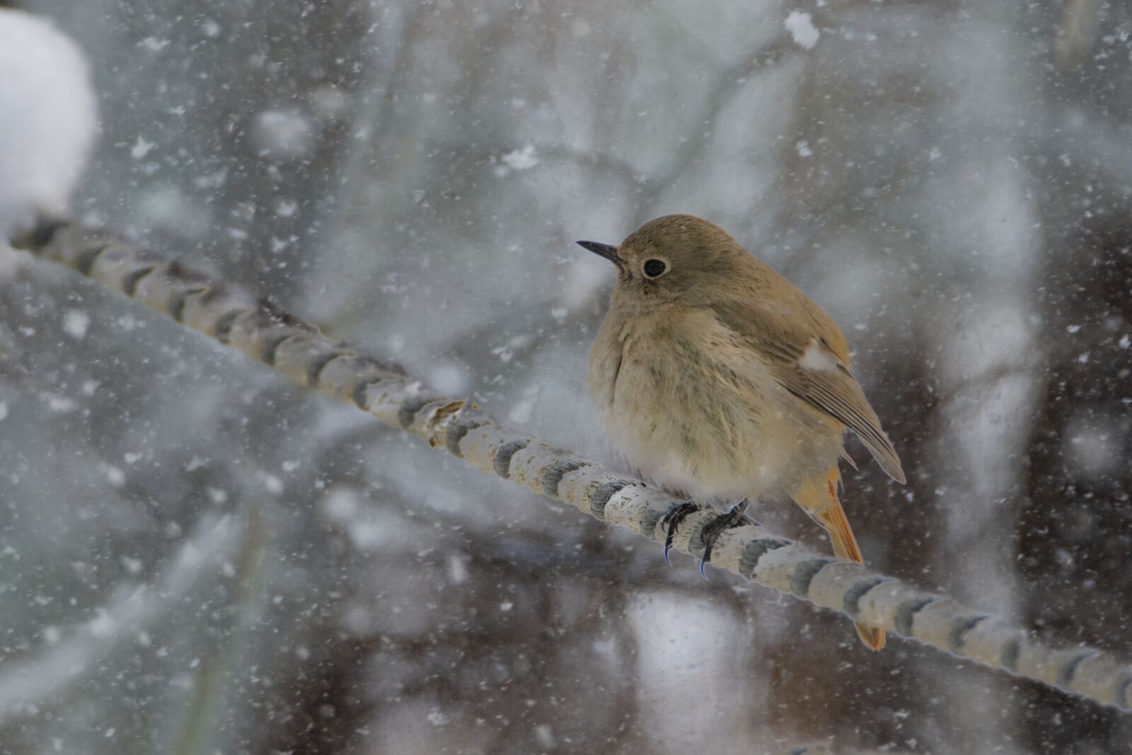Canon EOS 7D Mark II sample photo. New, winter, snow photography