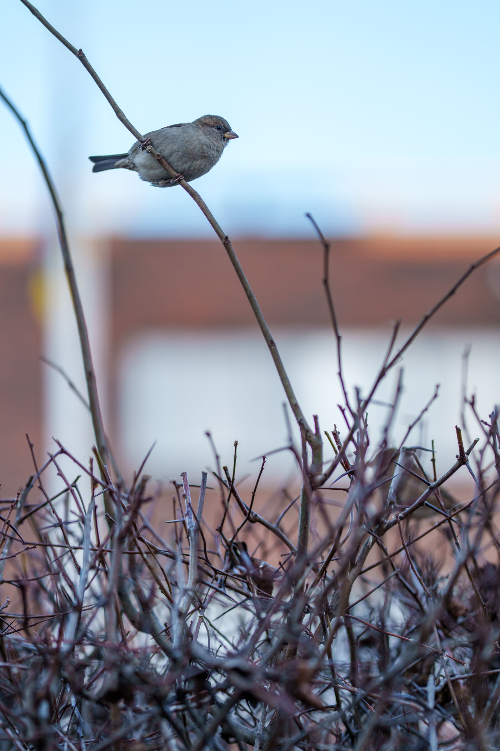 Sony FE 85mm F1.4 GM II sample photo. Curious bird photography