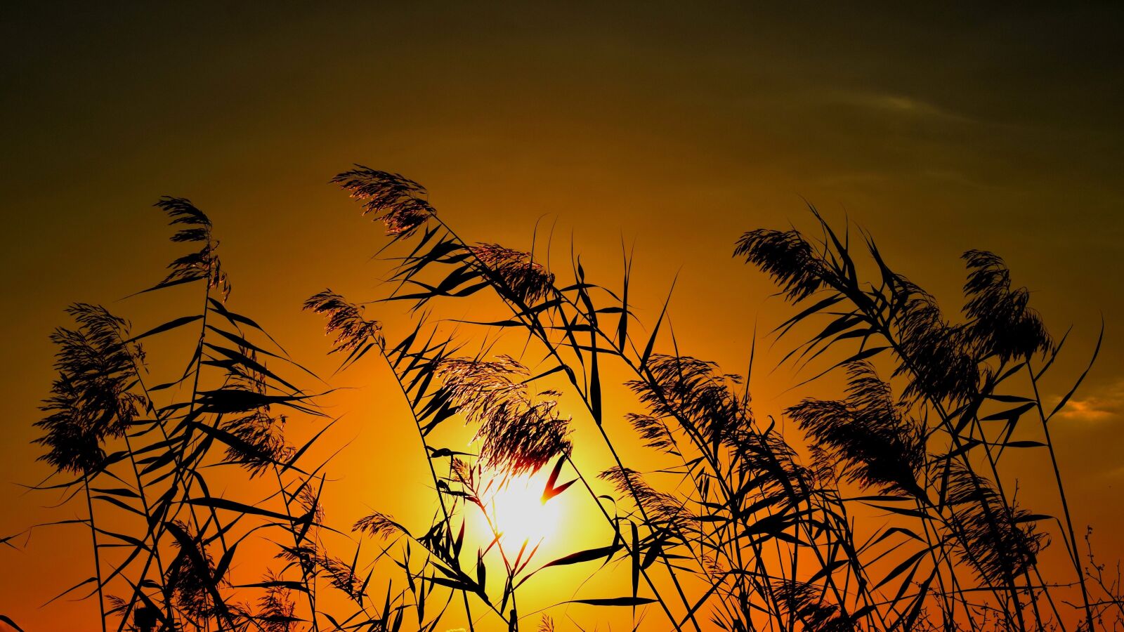 Nikon D3300 sample photo. Reeds, sun, sunset photography