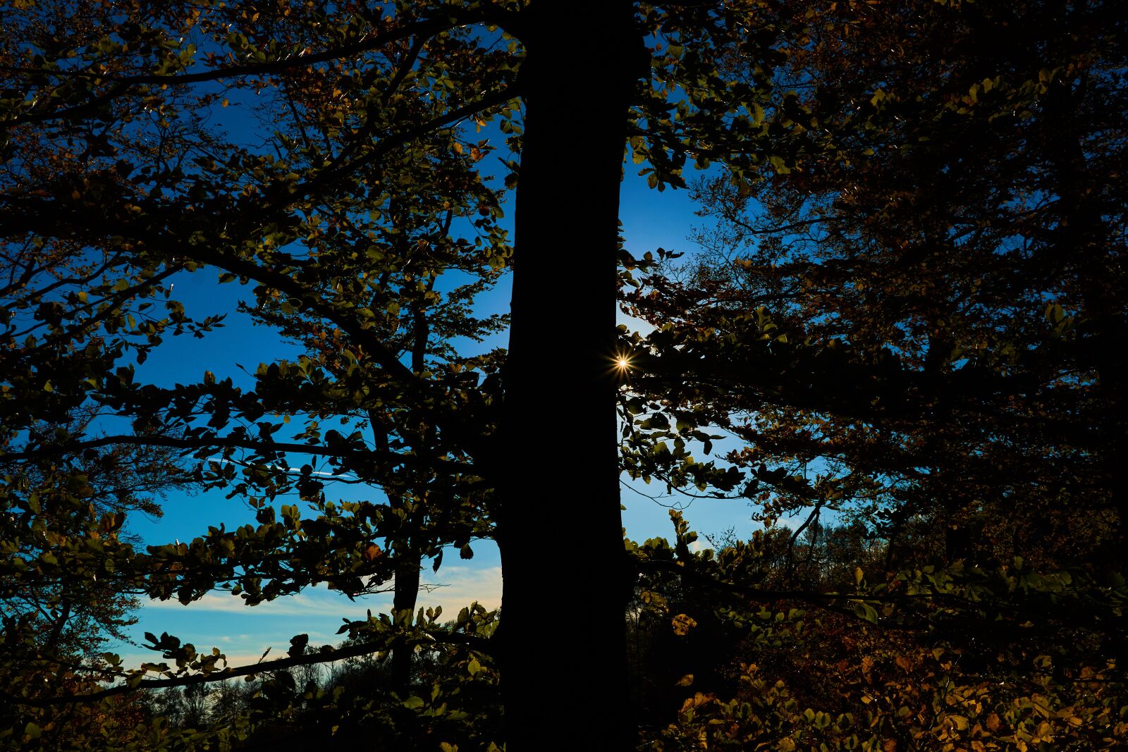 Sony E 18-135mm F3.5-5.6 OSS sample photo. Sun, tree, forest photography