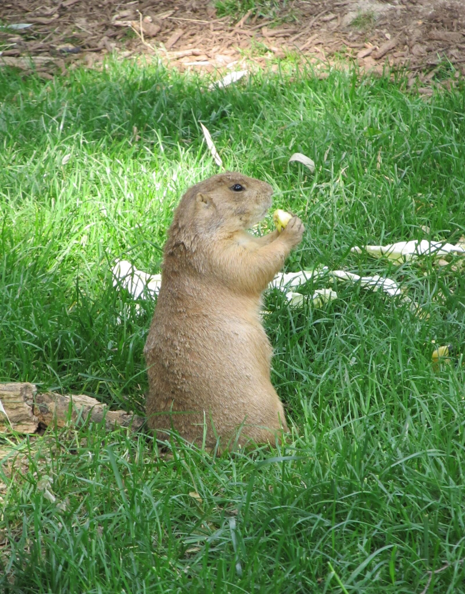 Canon PowerShot SX130 IS sample photo. Prairie dog, portrait, wildlife photography