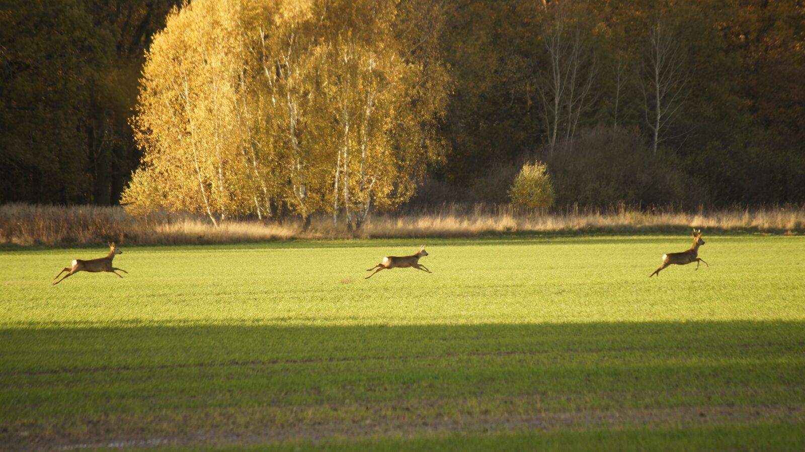 Sony SLT-A65 (SLT-A65V) sample photo. Animals, running, nature photography