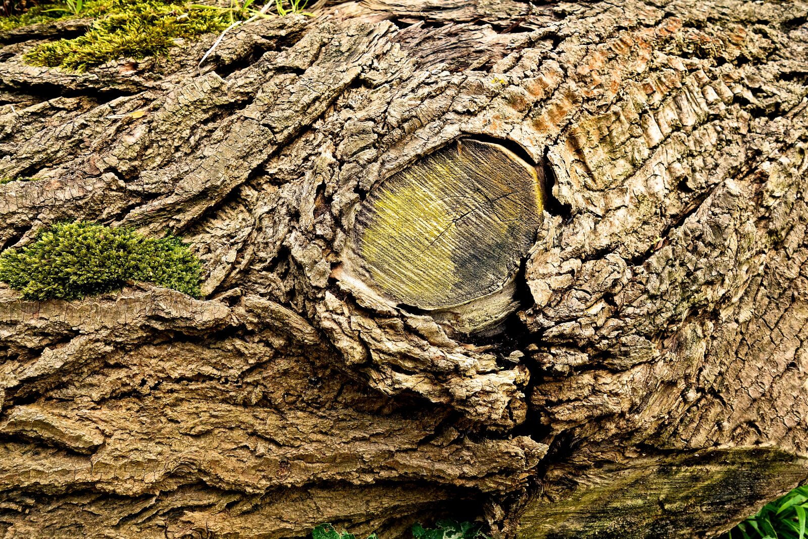 Sony Cyber-shot DSC-RX100 sample photo. Log, trunk, wood photography