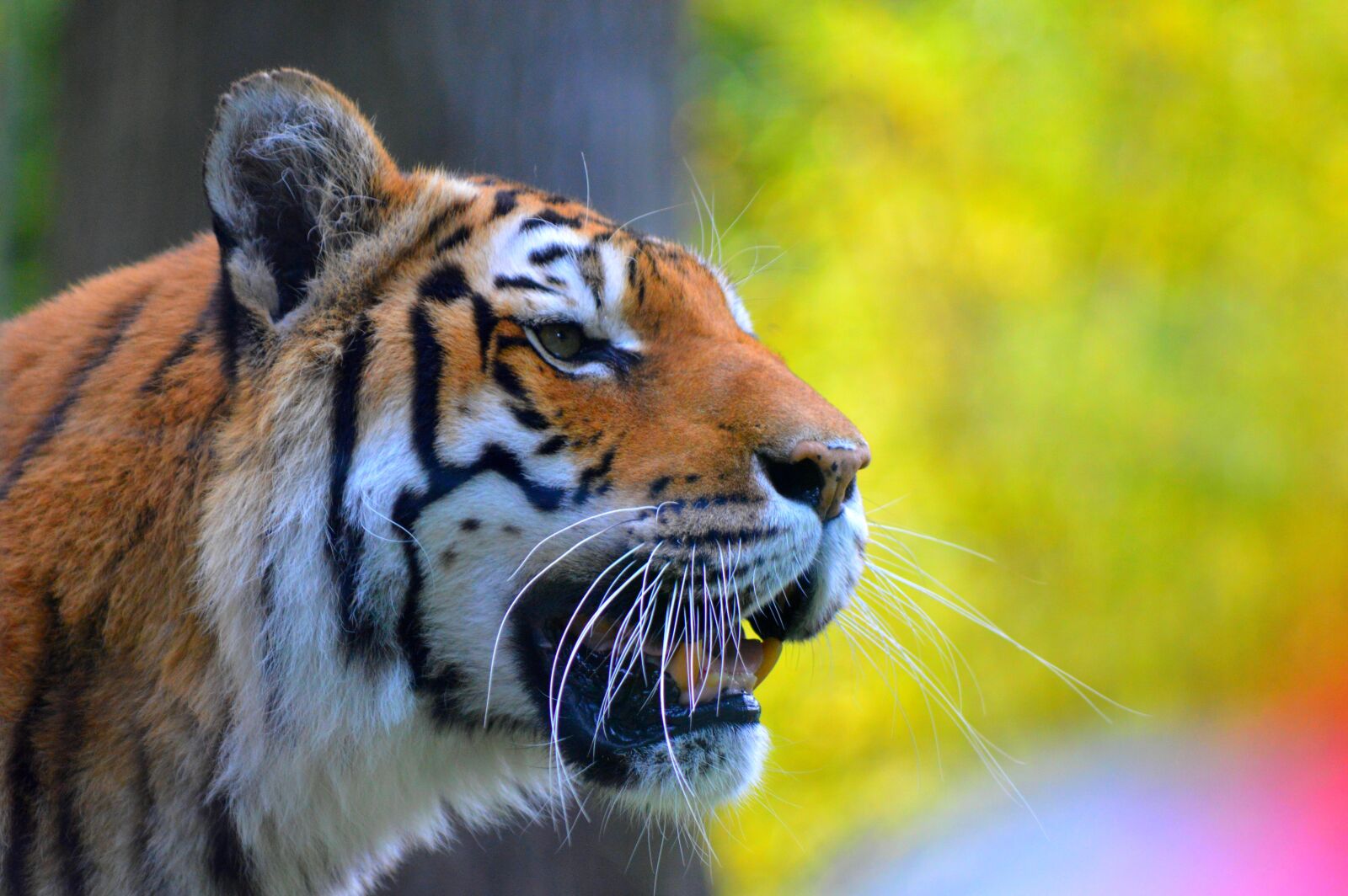 Nikon D3200 sample photo. Fauna, animal, mammal photography