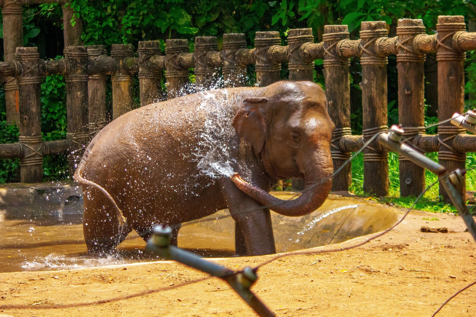 Canon EOS 60D + Canon EF-S 55-250mm F4-5.6 IS sample photo. Elephant, animals, zoo photography