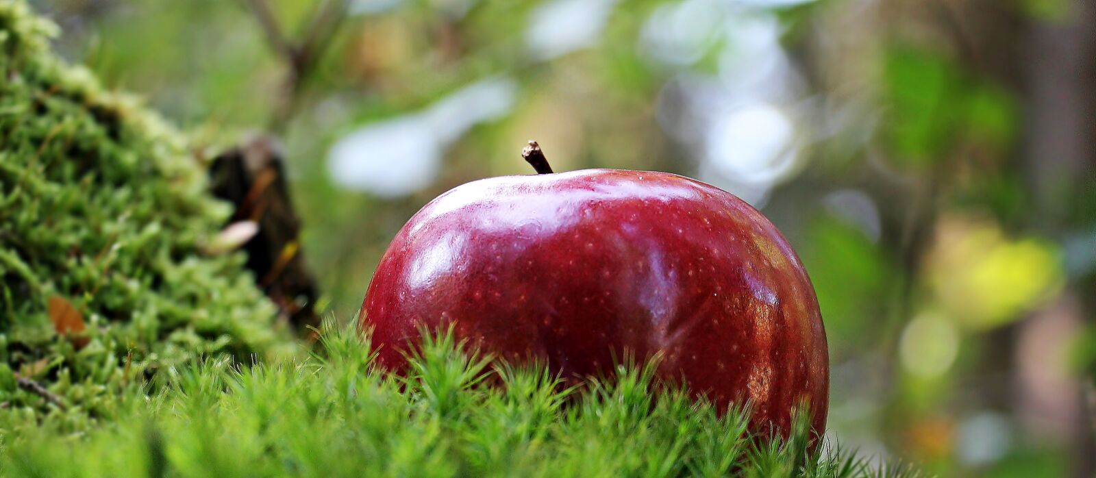 Canon EOS 550D (EOS Rebel T2i / EOS Kiss X4) sample photo. Apple, red apple, red photography