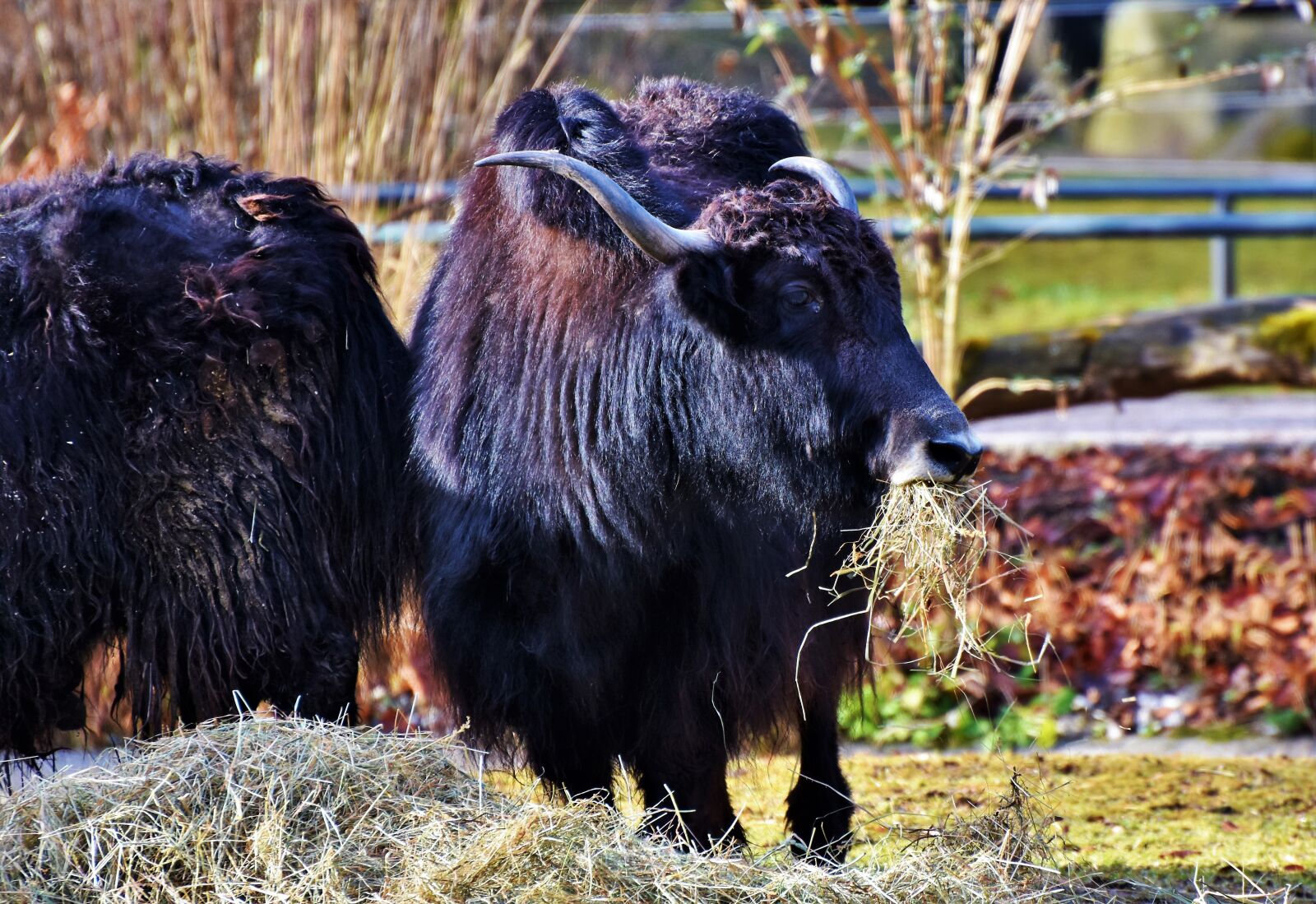 Nikon D7200 sample photo. Wool beef, beef, galloway photography