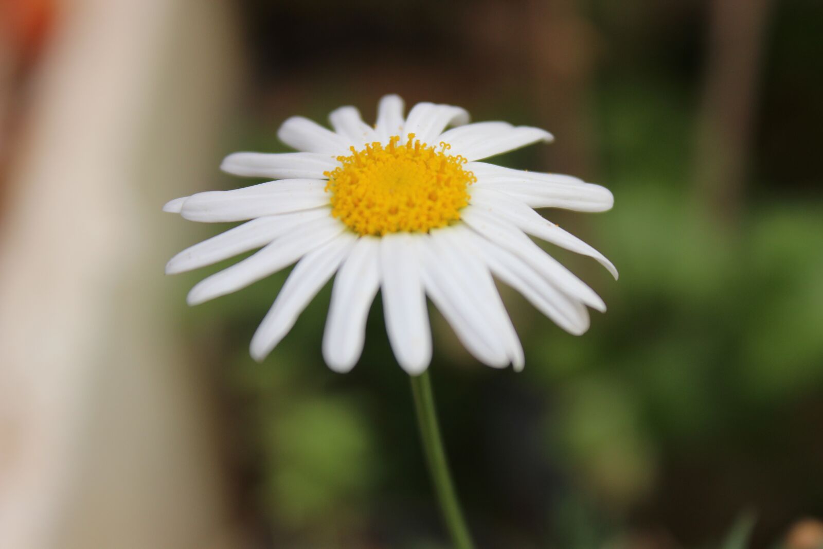 Canon EOS 600D (Rebel EOS T3i / EOS Kiss X5) sample photo. Flower, nature, plant photography