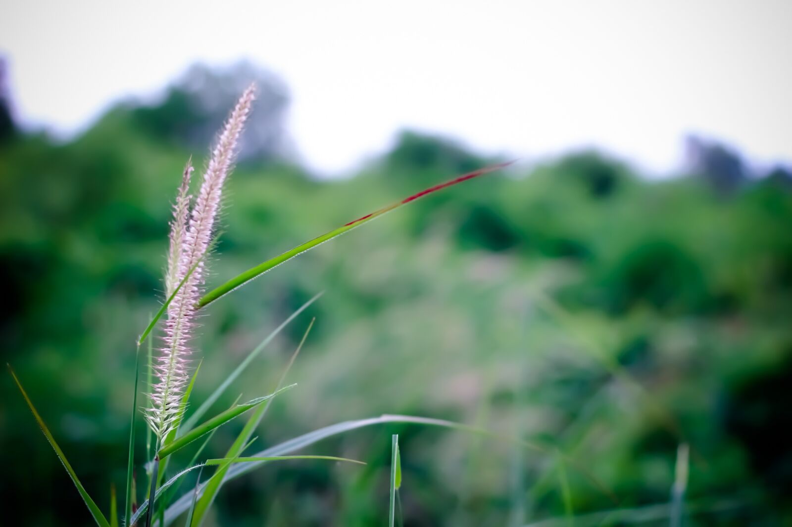 Canon EOS 600D (Rebel EOS T3i / EOS Kiss X5) + Canon EF 50mm F1.8 STM sample photo. Grass, nature, macro photography