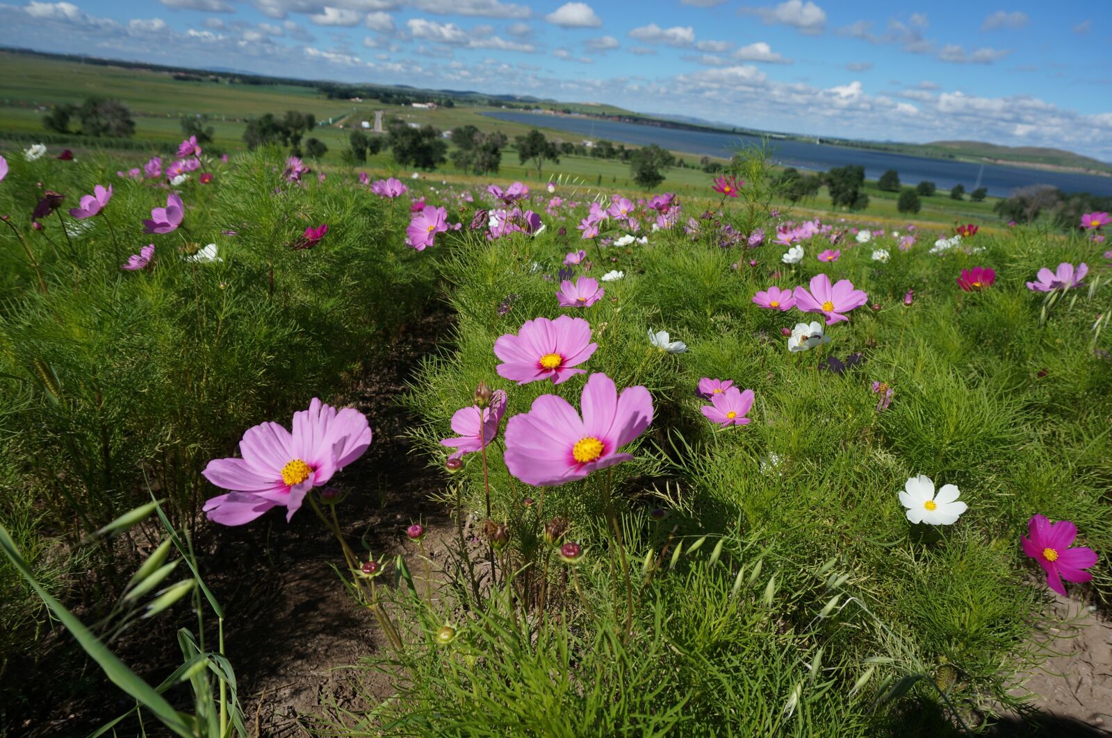Sony Alpha NEX-5T sample photo. Flowers, a small spike photography