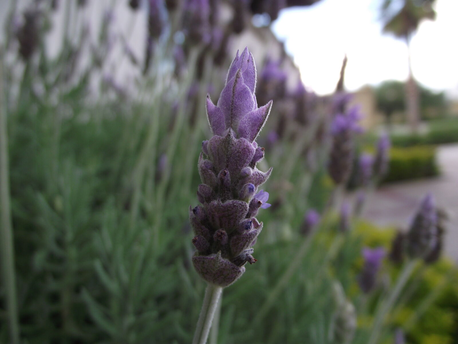FujiFilm FinePix S1800 (FinePix S1880) sample photo. Garden, lavanda, mayorazgo, plantas photography