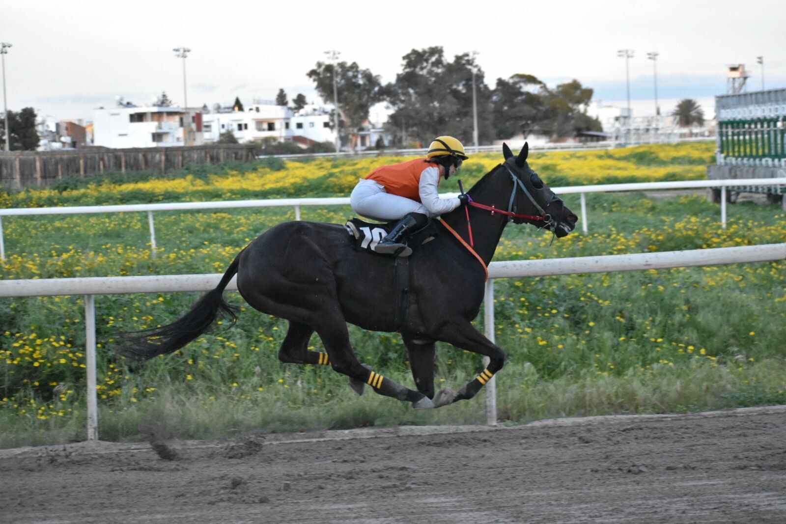 Nikon D5600 sample photo