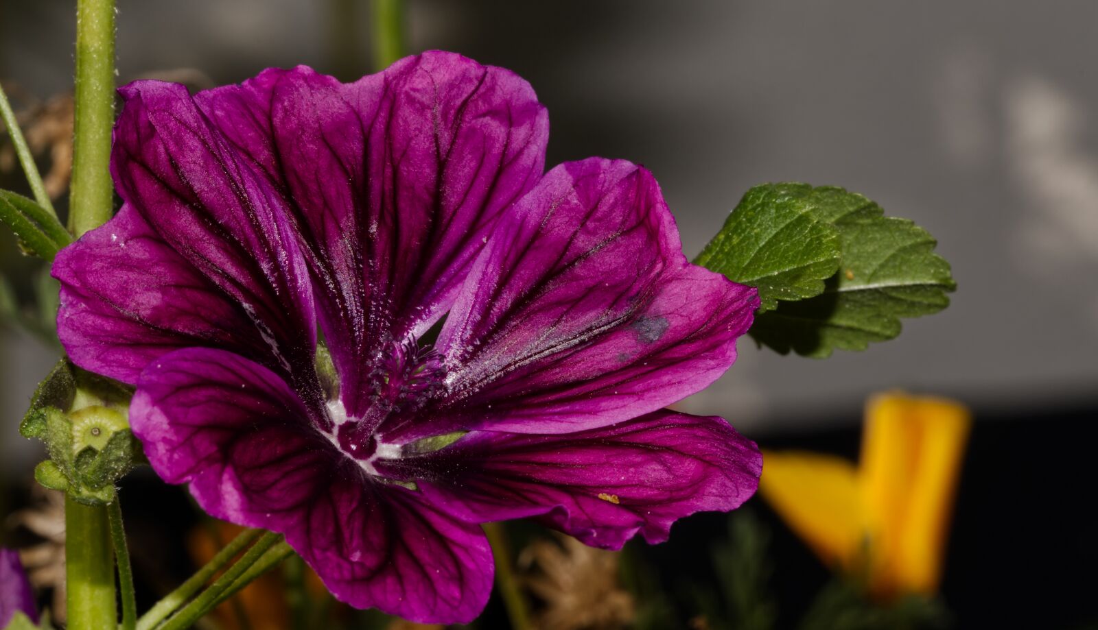 Nikon D5500 sample photo. Flower, blossom, bloom photography