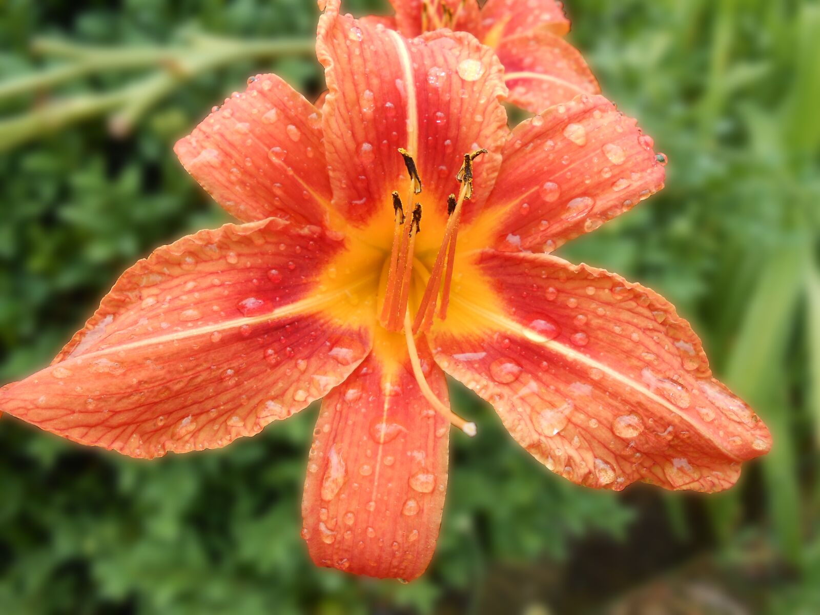 Nikon Coolpix S3300 sample photo. Daylily, blossom, bloom photography