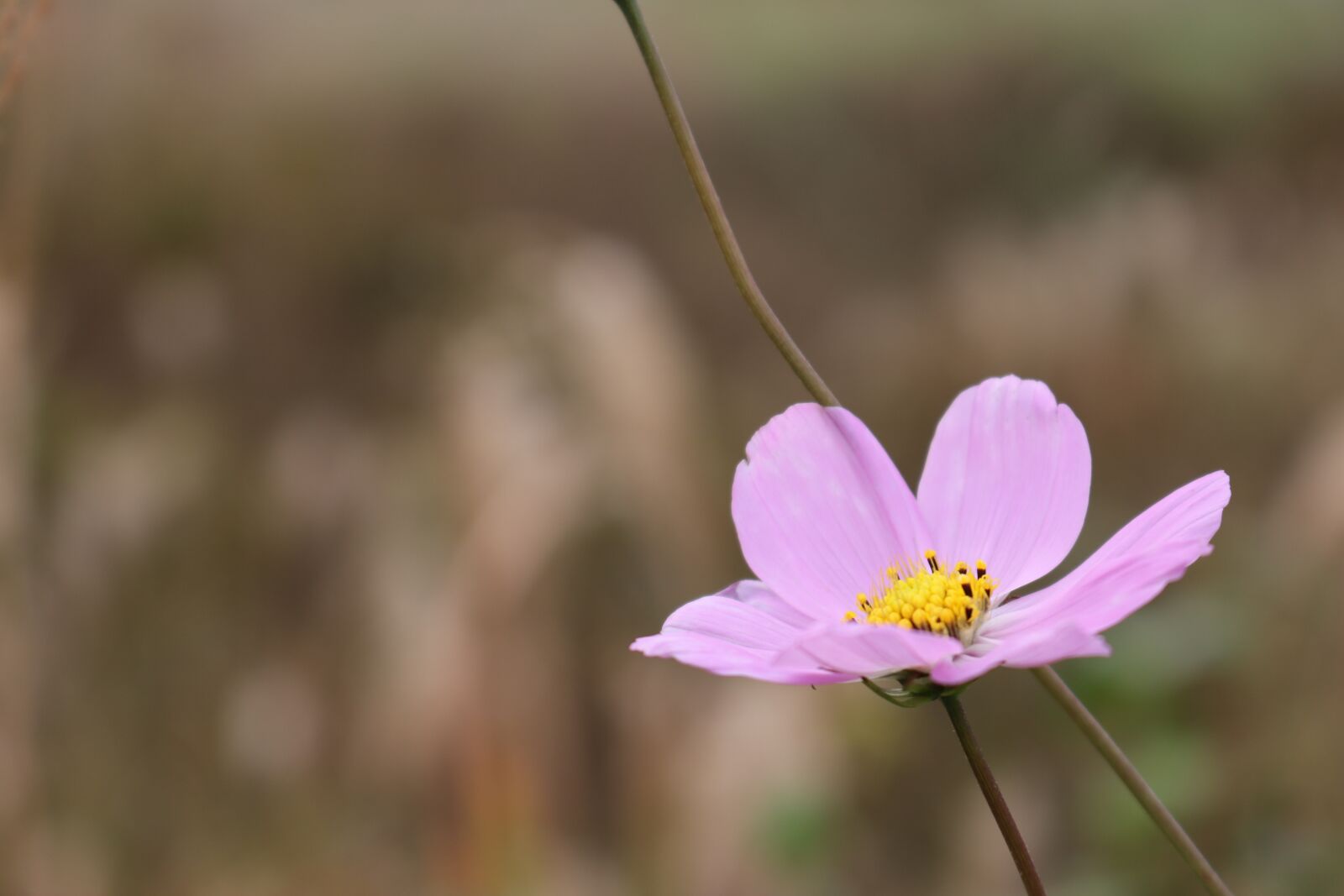 Canon EOS 750D (EOS Rebel T6i / EOS Kiss X8i) sample photo. Flowers, nature, cosmos photography