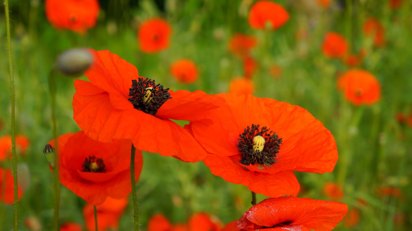 Sony Alpha a3000 + Sony E 18-55mm F3.5-5.6 OSS sample photo. Nature, plants, poppies photography