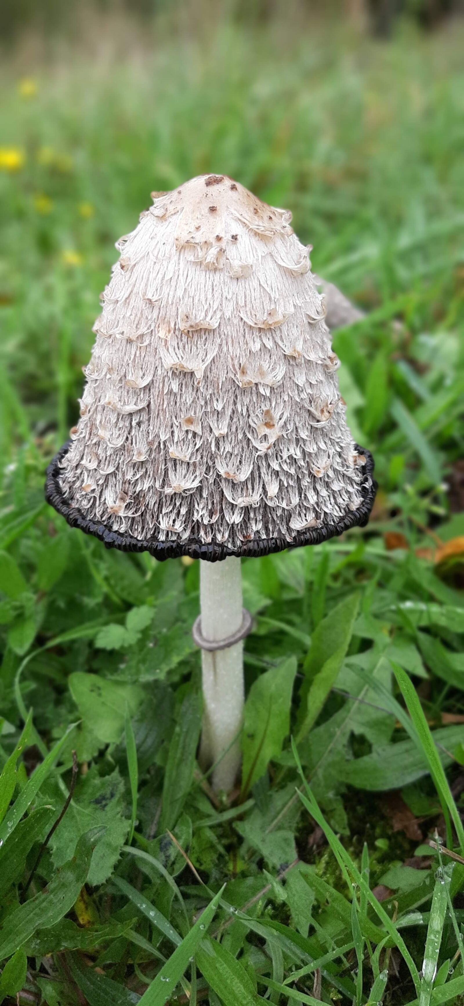 Samsung Galaxy A50 sample photo. Mushroom, inktzwam, autumn photography