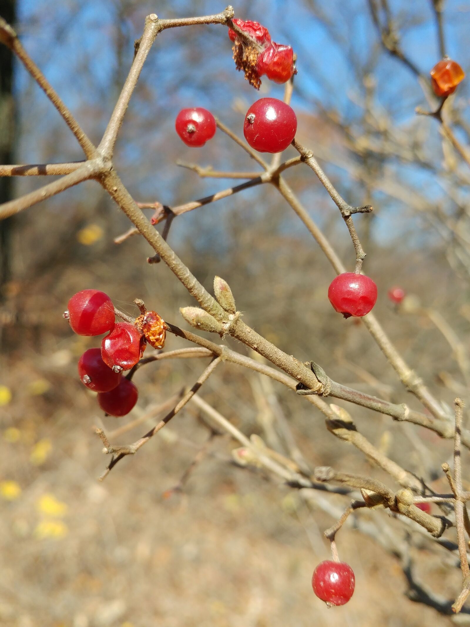 LG G5 sample photo. Nature, zhang and, fruit photography