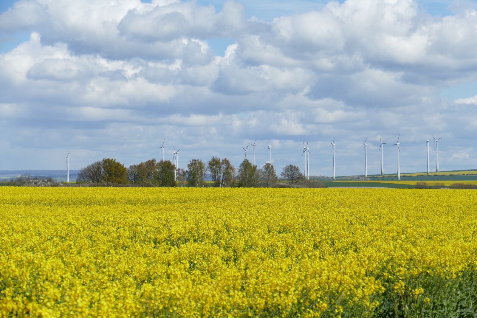 Panasonic Lumix DMC-FZ1000 sample photo. Field of rapeseeds, clouds photography