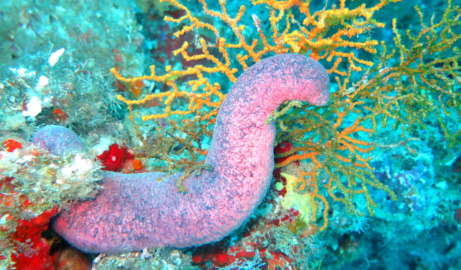 Canon PowerShot G16 sample photo. Sea cucumber, cucumber, sea photography