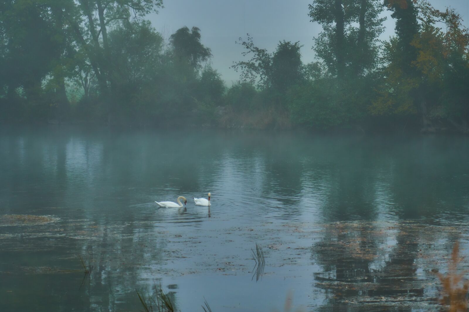 Sony a6300 sample photo. Fog, river, swans photography