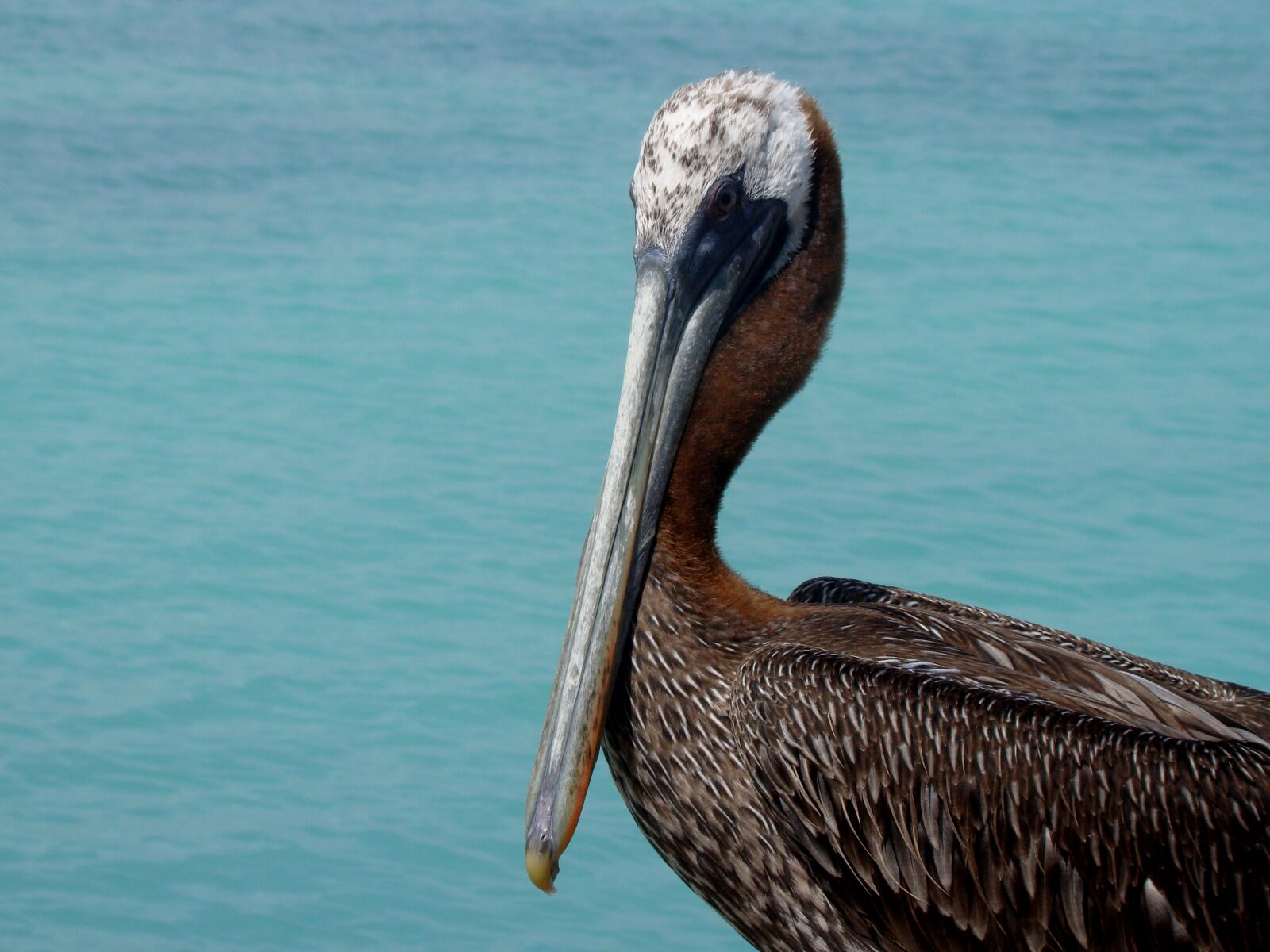 Sony Cyber-shot DSC-H50 sample photo. Fauna, pelican, peak photography
