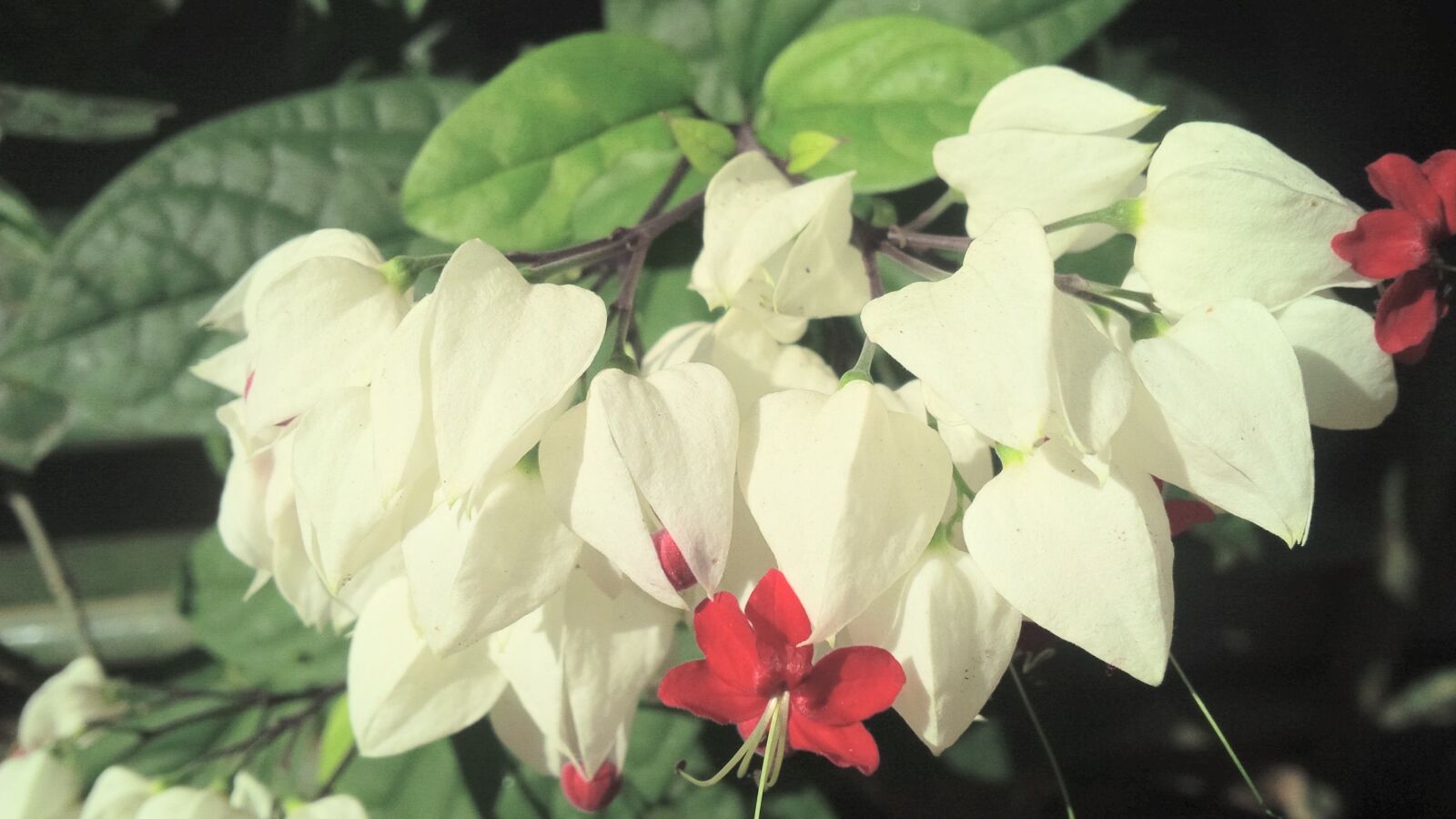 BlackBerry Z10 sample photo. Flowers, kerala, garden photography