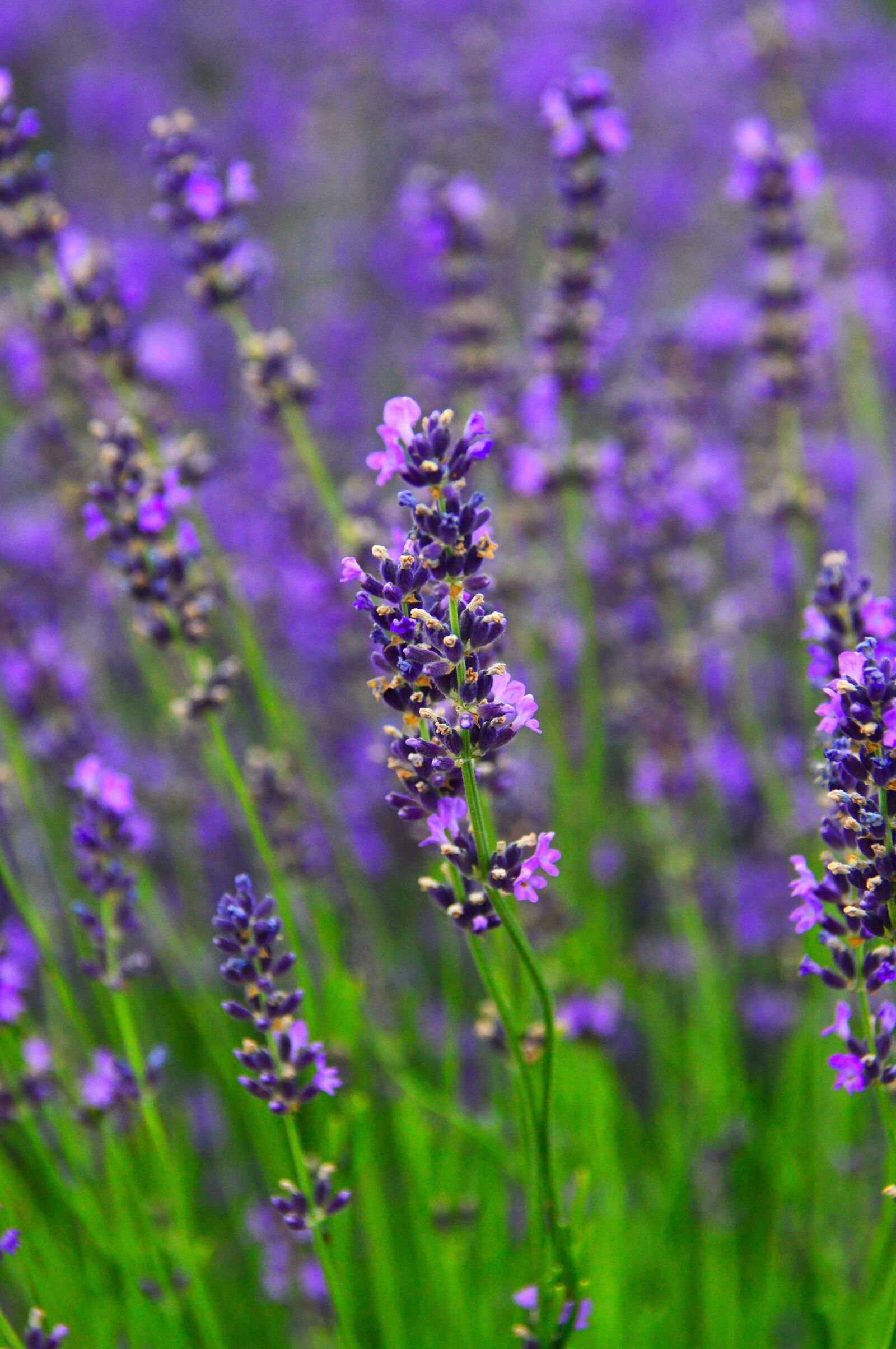 Nikon D3200 sample photo. Lavender, lavender field, purple photography