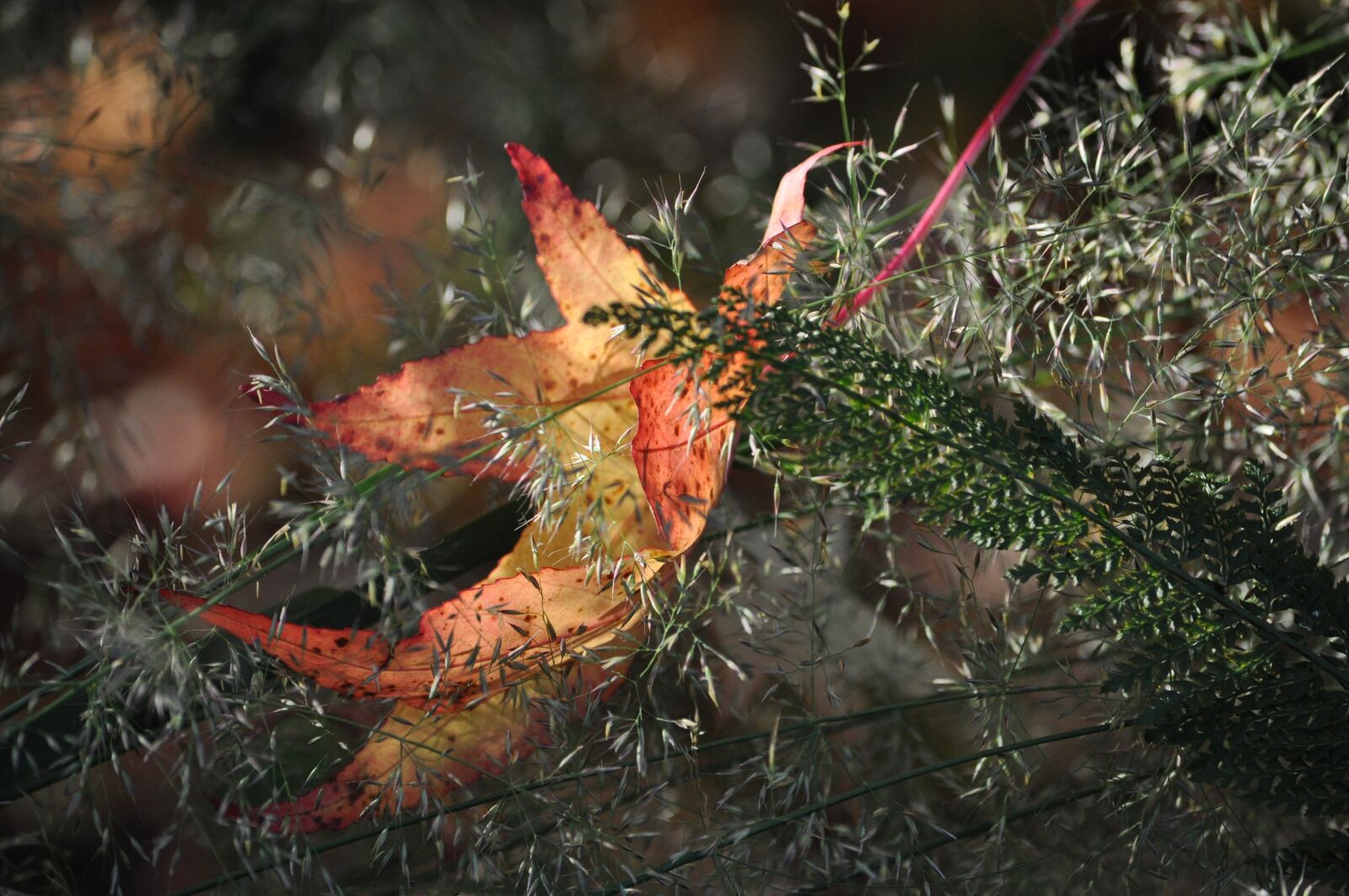 Nikon D5000 sample photo. Tree, nature, season photography
