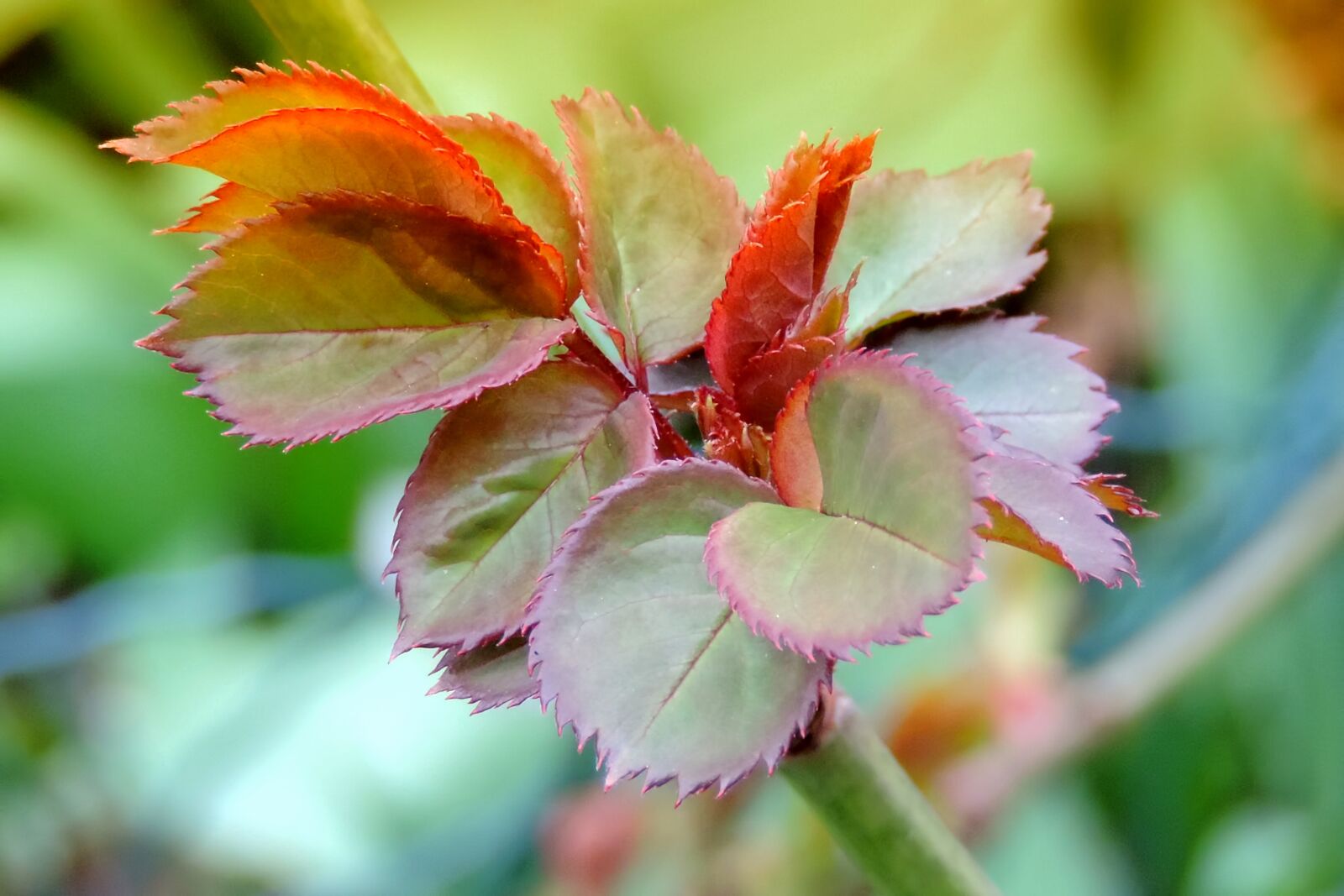 Nikon Coolpix P520 sample photo. Spring, leaf sprouting, rose photography