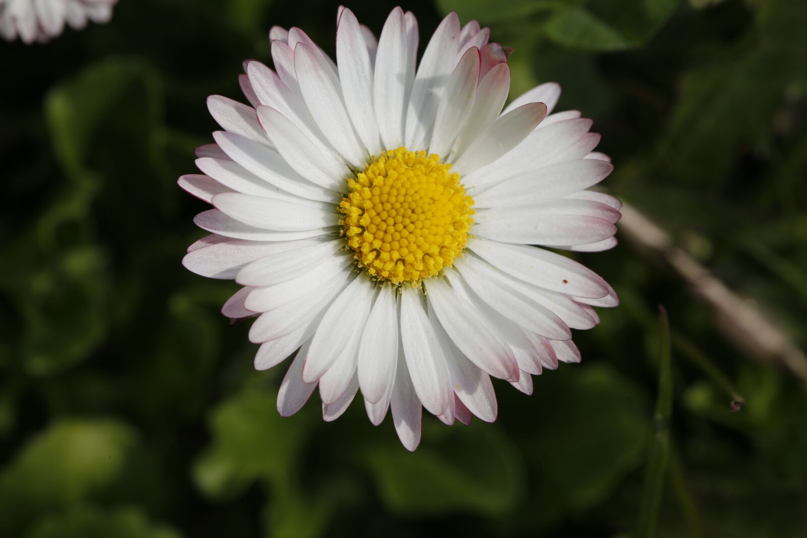 Canon EF 100mm F2.8L Macro IS USM sample photo. Flower, spring, nature photography