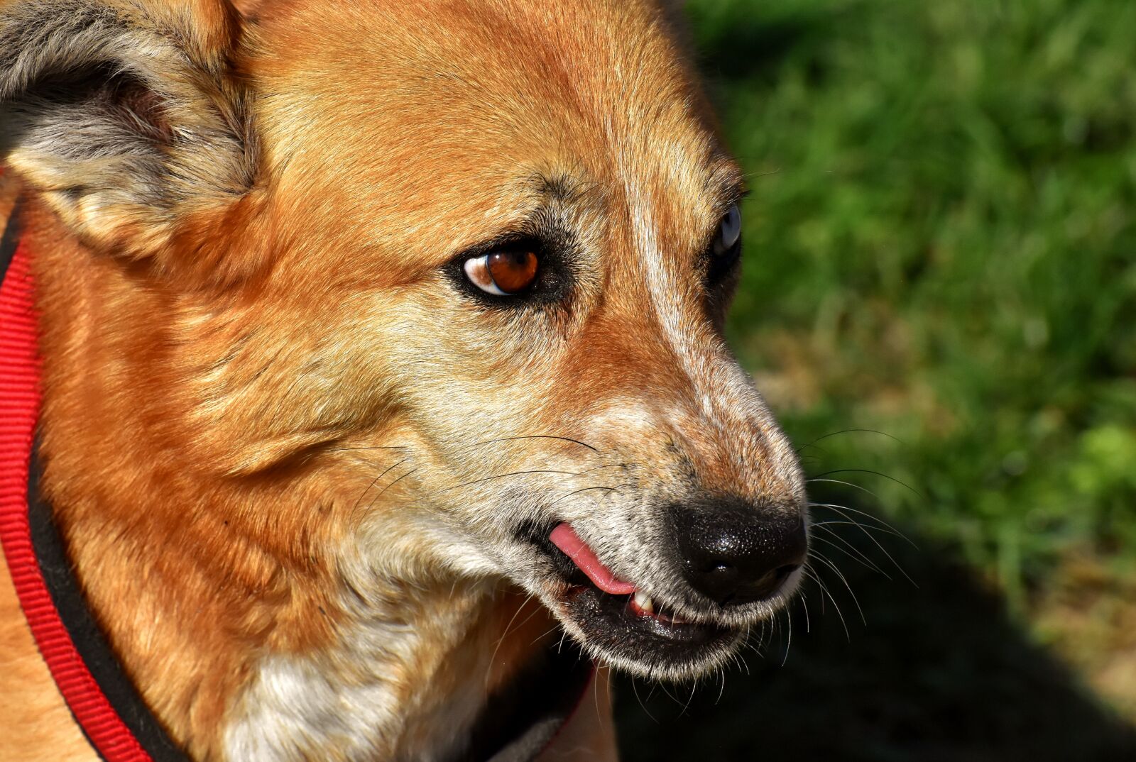 Nikon D7200 sample photo. Dog, animal, pet photography