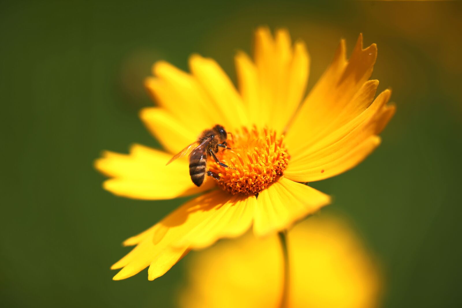 Canon EOS-1D X sample photo. Instinctively, yellow flower, honey photography