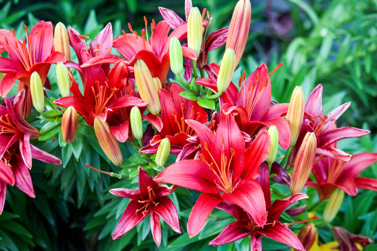Canon EOS 700D (EOS Rebel T5i / EOS Kiss X7i) sample photo. Flowers, red, nectar photography
