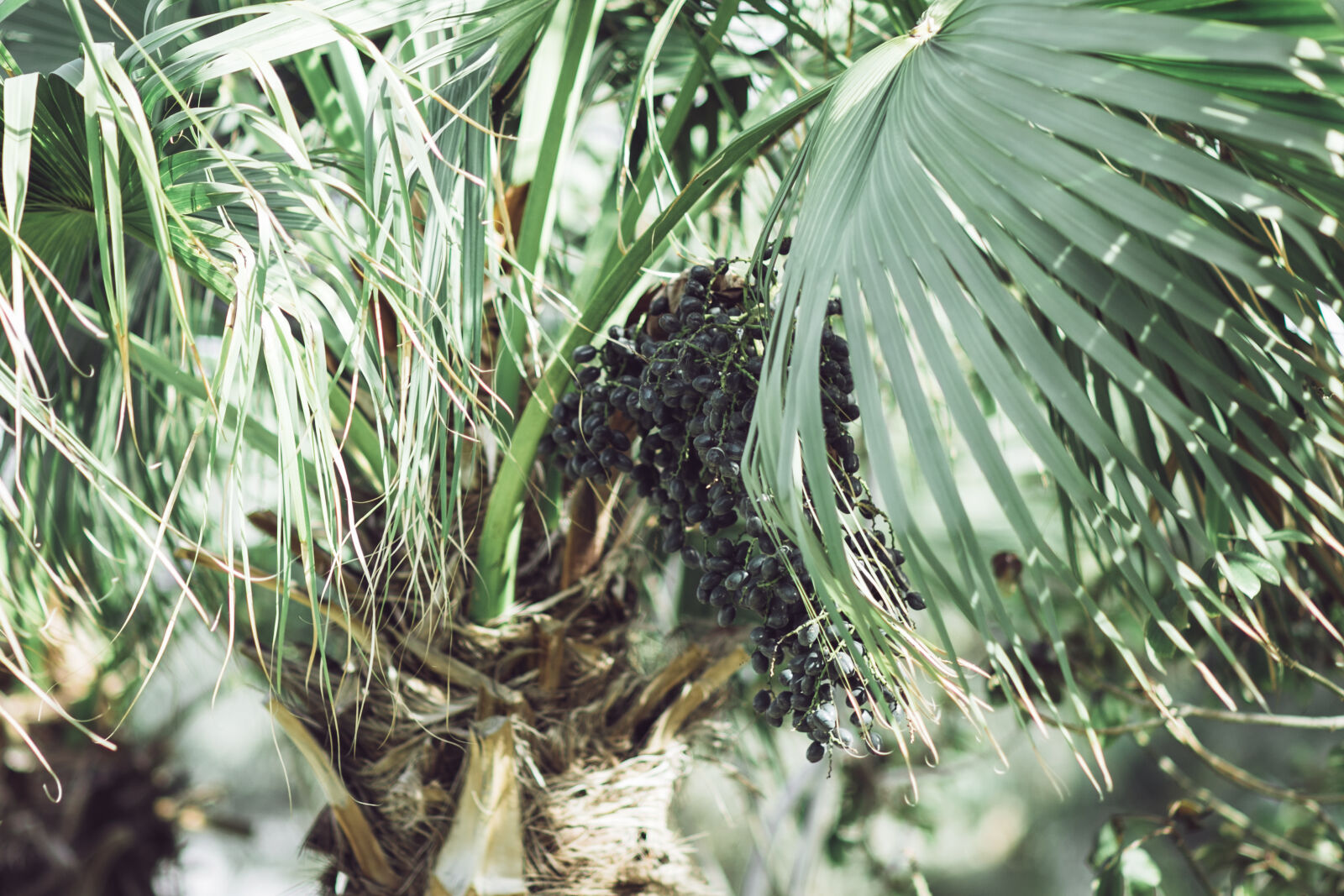 Canon EOS 7D Mark II + Canon EF 85mm F1.8 USM sample photo. Forest, green, nature, palm photography