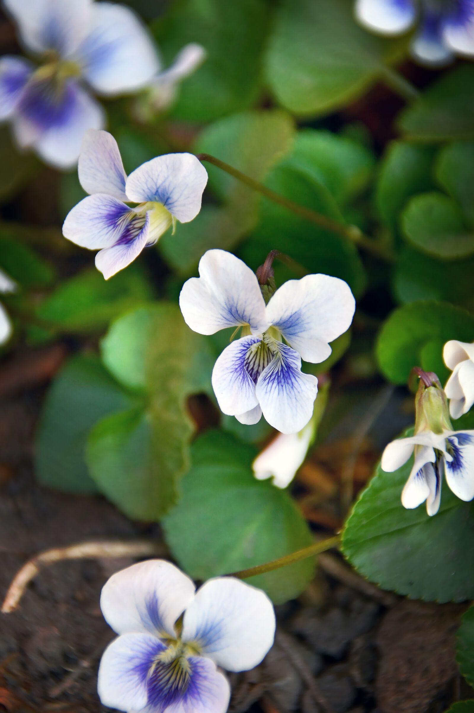 Nikon D3200 sample photo. Spring flowers, bloom, spring photography